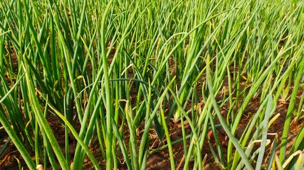 Young onion crop green field, onion leaves