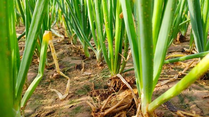 Obraz premium Young onion crop green field, onion leaves