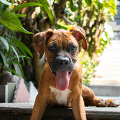 
Brown boxer puppy dog ​​with tongue out