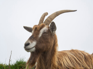 Female wild goat grazing in the meadows of the Italian Alps. Natural mountain environment