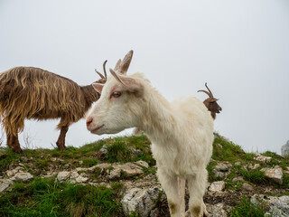 A wild goat kid grazing in the meadows of the Italian Alps. Natural mountain environment