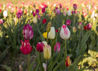 multicolored tulips in the valley of tulips