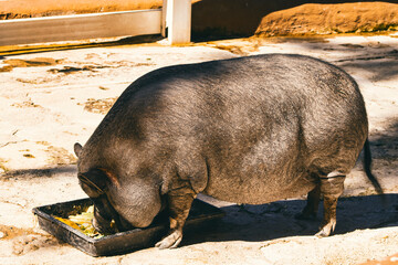 Cerdo. Cerdo comiendo.