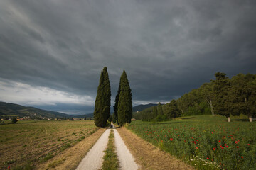 Spring avenue with cypresses in Umbria

