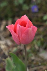 Beautiful tulips in the park
