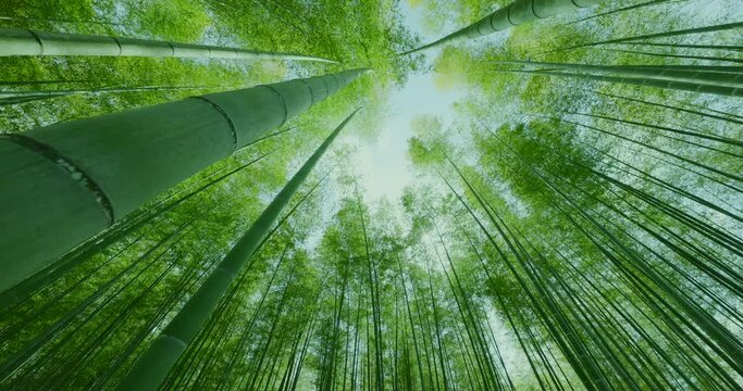 瑞々しい新緑の竹林