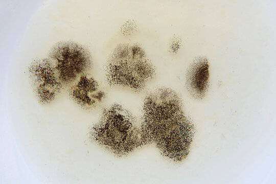 close up of surface of aspergillus nieger culture with spores
