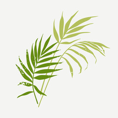 Palm leaves. Green silhouette of plant branches with texture. Vector illustration isolated on white background.