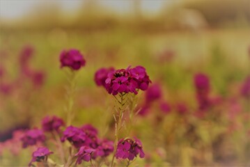 Obraz premium Beautiful flowers
