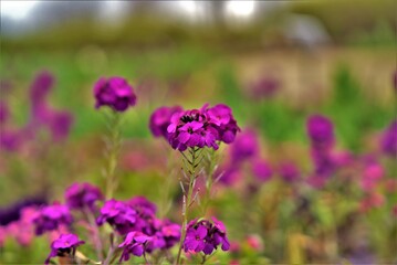 Obraz premium Beautiful flowers