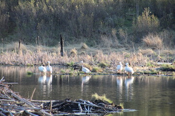 Pelicans By The Water, Elk Island National Park, Alberta