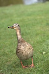 Rouen duck in the park