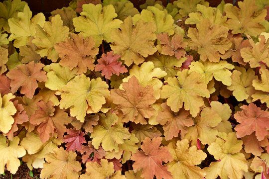 Many camel-colored heuchera in the garden are beautiful.