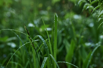 gren, nature, grass, leaf, forest