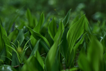 gren, nature, grass, leaf, forest