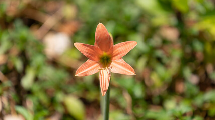 Hippeastrum is a plant in the family. There are about 90 species of Amaryllidaceae