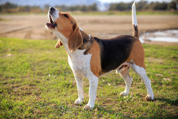 Beagle dog barking 