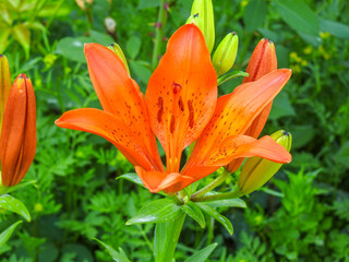 orange lily flower