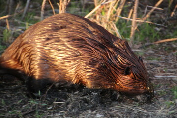 Beaver In Evening Light, Elk Island National Park, Alberta