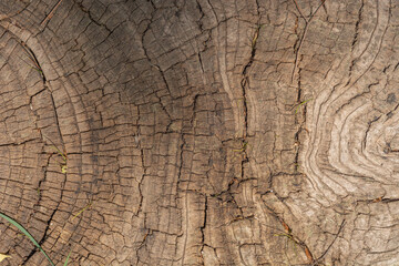 Wood Stump or Wooden Cut Closeup Old Natural Surface for Background.
