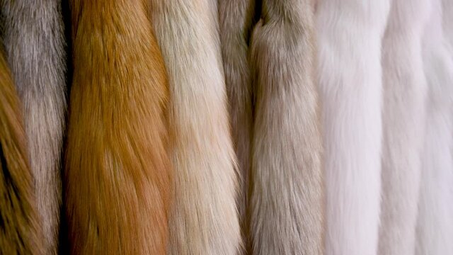 Naturally dressed skins hang in several rows. Demonstration samples of fur.