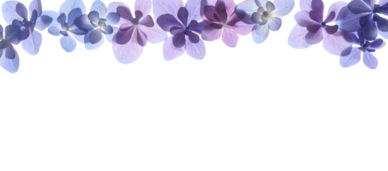 アジサイの花　白バック