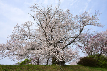 三重県伊勢市　五十鈴川と伊勢神宮（内宮）周辺の桜