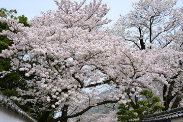 三重県伊勢市　五十鈴川と伊勢神宮（内宮）周辺の桜