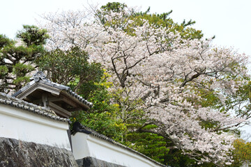 三重県伊勢市　五十鈴川と伊勢神宮（内宮）周辺の桜