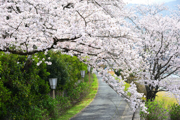 三重県伊勢市　五十鈴川と伊勢神宮（内宮）周辺の桜