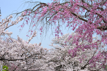 三重県伊勢市　五十鈴川と伊勢神宮（内宮）周辺の桜