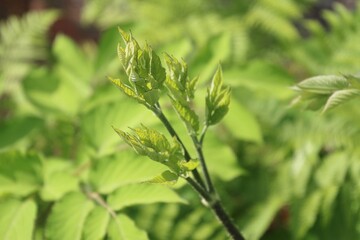 ウド（ウコギ科）