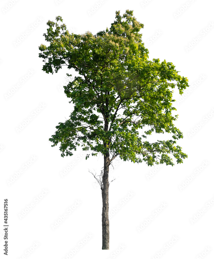 Poster isolated tree on white background
