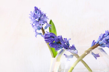 Vases with beautiful hyacinth flowers on white background, closeup