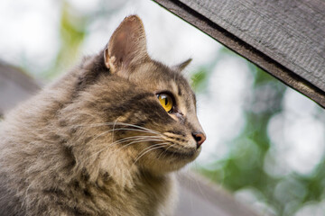 Chamamé enjoying the autumn afternoons