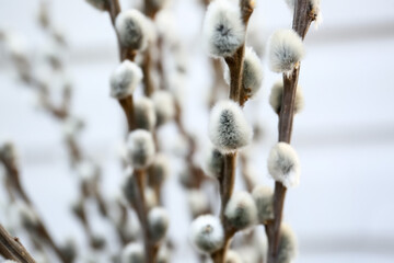 Willow branches on light background, closeup