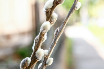 Willow branches outdoors, closeup