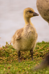 Graylag Goose Anser anser Chick Costa Ballena Cadiz