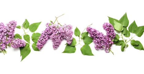 Foto op Plexiglas Beautiful lilac flowers on white background © Pixel-Shot