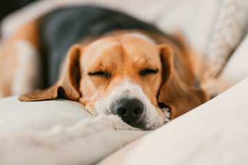 Beagle sleeping on the sofa 