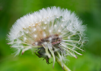 Fototapeta premium Photographing the Danish nature with macro and coming closer to the Danish and Scandinavian nature