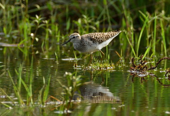 wood sandpiper bird in  natural habitat