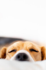 Beagle sleeping on the sofa 