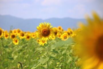 Fototapeta premium 思い出