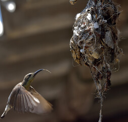 purple sunbird female bird making nest