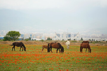 Almaty, Kazakhstan - 05.20.2021 : Horses graze in a poppy field against the backdrop of an urban environment.