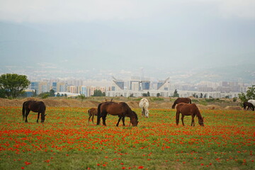 Obraz premium Almaty, Kazakhstan - 05.20.2021 : Horses graze in a poppy field against the backdrop of an urban environment.