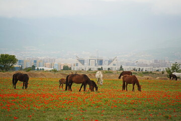 Almaty, Kazakhstan - 05.20.2021 : Horses graze in a poppy field against the backdrop of an urban environment. - obrazy, fototapety, plakaty