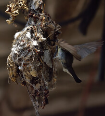 purple sunbird female bird making nest