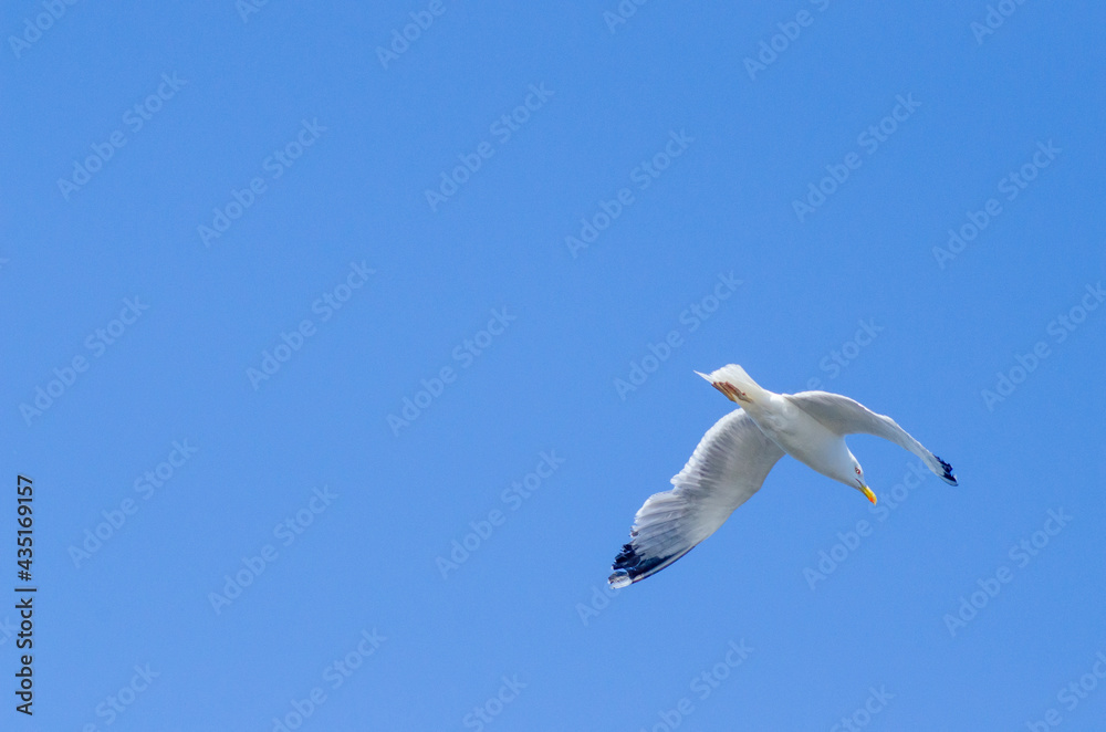 Wall mural Larus argentatus fly blue sky background